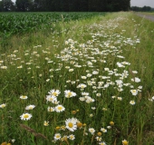 001-Blühstreifen-Magerwiesen-Margerite-Leucanthemum-vulgare-L.-Klasing-