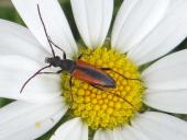 004-Blühstreifen-Kleiner-Schmalbock-Stenurella-melanura-Magerwiesen-Margerite-Leucanthemum-vulgare-L.-Klasing-