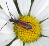 004-Blühstreifen-Kleiner-Schmalbock-Stenurella-melanura-Magerwiesen-Margerite-Leucanthemum-vulgare-L.-Klasing-