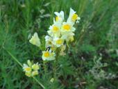 010-Blühstreifen-Echtes-Leinkraut-Linaria-vulgaris-L.-Klasing-