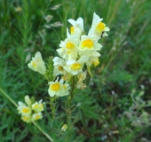 010-Blühstreifen-Echtes-Leinkraut-Linaria-vulgaris-L.-Klasing-