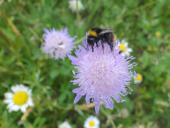 011-Blühstreifen-Acker-Witwenblume-Knautia-arvensis-Wiesenhummel-Bombus-pratorum-L.-Klasing-