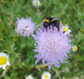 011-Blühstreifen-Acker-Witwenblume-Knautia-arvensis-Wiesenhummel-Bombus-pratorum-L.-Klasing-