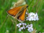 017-Blühstreifen-Braunkolbiger-Braun-Dickkopffalter-Thymelicus-sylvestris-L.-Klasing-