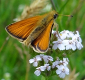 017-Blühstreifen-Braunkolbiger-Braun-Dickkopffalter-Thymelicus-sylvestris-L.-Klasing-