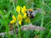 021-Gewöhnlicher-Hornklee-Lotus-corniculatus-Ackerhummel-Bombus-pascuorum-L.-Klasing-