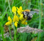 021-Gewöhnlicher-Hornklee-Lotus-corniculatus-Ackerhummel-Bombus-pascuorum-L.-Klasing-