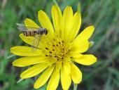 022-Blühstreifen-Wiesen-Bocksbart-Tragopogon-pratensis-Hain-Schwebfliege-m.-Episyrphus-balteatus-L.-Klasing-