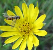 022-Blühstreifen-Wiesen-Bocksbart-Tragopogon-pratensis-Hain-Schwebfliege-m.-Episyrphus-balteatus-L.-Klasing-