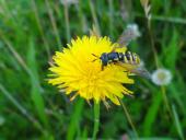 024-Gewöhnliches-Ferkelkraut-Hypochaeris-radicata-Gemeine-Wespenschwebfliege-Chrysotoxum-cautum-L.-Klasing-