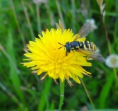 024-Gewöhnliches-Ferkelkraut-Hypochaeris-radicata-Gemeine-Wespenschwebfliege-Chrysotoxum-cautum-L.-Klasing-