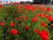 001 Blühstreifen Mohn u. Kornblumen L. Klasing