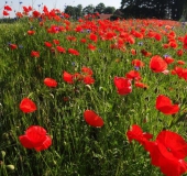 001 Blühstreifen Mohn u. Kornblumen L. Klasing