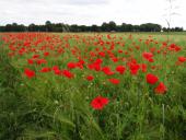 002 Blühstreifen Mohn u. Kornblumen L. Klasing
