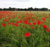 002 Blühstreifen Mohn u. Kornblumen L. Klasing