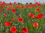 003 Blühstreifen Mohn u. Kornblumen L. Klasing