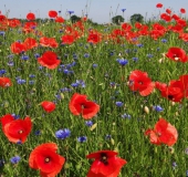 003 Blühstreifen Mohn u. Kornblumen L. Klasing