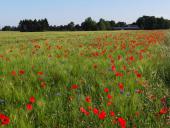 004 Blühstreifen Mohn u. Kornblumen L. Klasing