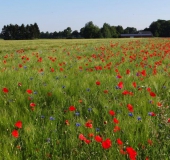 004 Blühstreifen Mohn u. Kornblumen L. Klasing