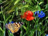 005 Blühstreifen Mohn u. Kornblumen L. Klasing