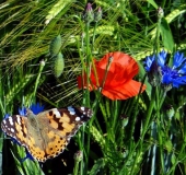 005 Blühstreifen Mohn u. Kornblumen L. Klasing