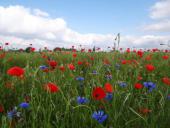 006 Blühstreifen Mohn u. Kornblumen L. Klasing