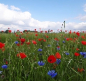 006 Blühstreifen Mohn u. Kornblumen L. Klasing