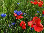007 Blühstreifen Mohn u. Kornblumen L. Klasing