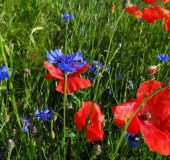 007 Blühstreifen Mohn u. Kornblumen L. Klasing