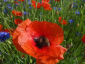 008 Blühstreifen Mohn u. Kornblumen L. Klasing