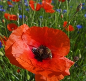 008 Blühstreifen Mohn u. Kornblumen L. Klasing