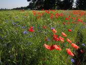 009 Blühstreifen Mohn u. Kornblumen L. Klasing