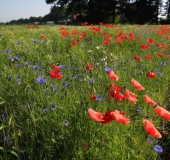 009 Blühstreifen Mohn u. Kornblumen L. Klasing