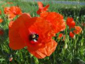 010 Blühstreifen Mohn u. Kornblumen L. Klasing