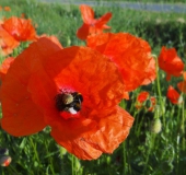 010 Blühstreifen Mohn u. Kornblumen L. Klasing