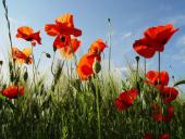 011 Blühstreifen Mohn u. Kornblumen L. Klasing