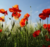 011 Blühstreifen Mohn u. Kornblumen L. Klasing