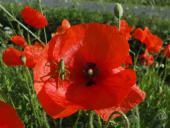 012 Blühstreifen Mohn u. Kornblumen L. Klasing