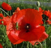 012 Blühstreifen Mohn u. Kornblumen L. Klasing