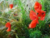 013 Blühstreifen Mohn u. Kornblumen L. Klasing