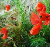 013 Blühstreifen Mohn u. Kornblumen L. Klasing