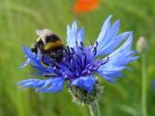 014 Blühstreifen Mohn u. Kornblumen L. Klasing