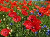 015 Blühstreifen Mohn u. Kornblumen L. Klasing