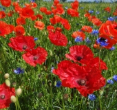 015 Blühstreifen Mohn u. Kornblumen L. Klasing