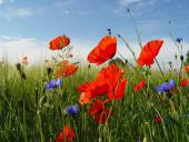 016 Blühstreifen Mohn u. Kornblumen L. Klasing