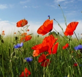 016 Blühstreifen Mohn u. Kornblumen L. Klasing