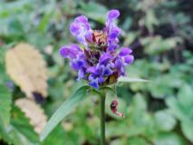 Kleine-Braunelle (Prunella-vulgaris) L. Klasing