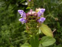 Kleine-Braunelle (Prunella-vulgaris) L. Klasing