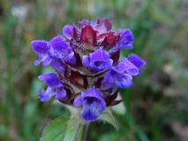 Kleine-Braunelle (Prunella-vulgaris) L. Klasing