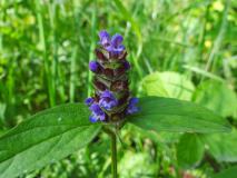 Kleine-Braunelle (Prunella-vulgaris) L. Klasing